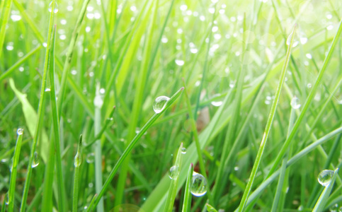 与水露水的草地上的绿色草坪