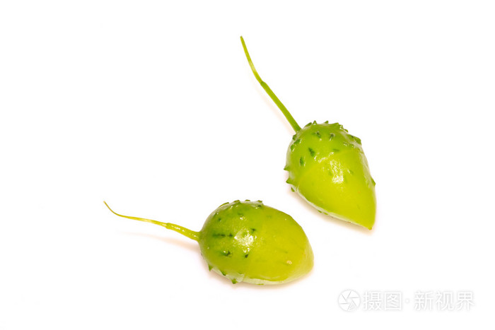 中药石果