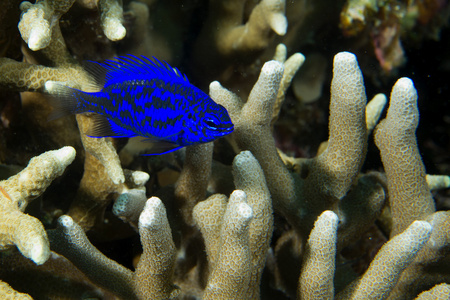 在菲律宾宿雾硬珊瑚宏上色彩鲜艳的蓝鱼