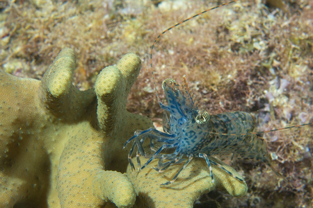在菲律宾宿雾的蓝虾