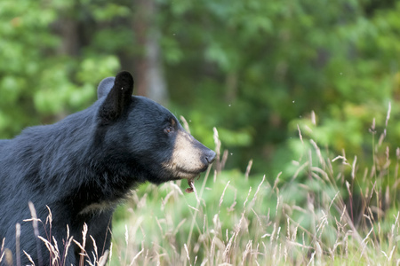 在阿拉斯加的绿色背景孤立的黑熊