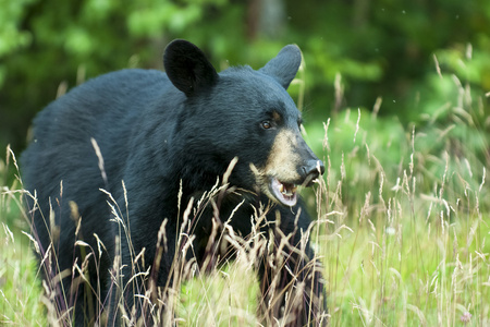 在阿拉斯加的绿色背景孤立的黑熊