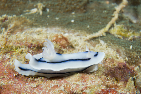 关于在菲律宾宿雾珊瑚白色和黑色 nudibranchc