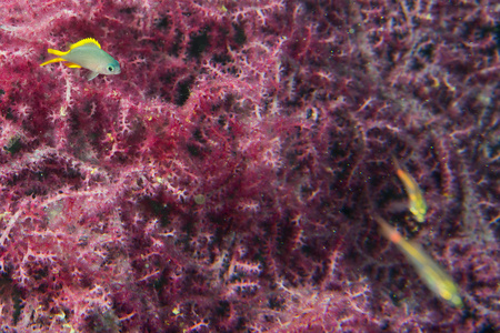 南海珊瑚在菲律宾宿雾多彩的鱼