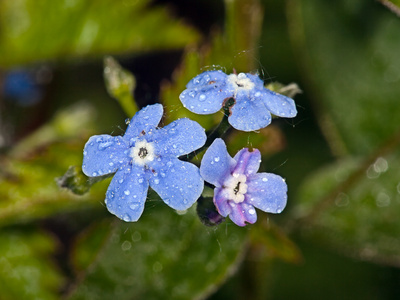 蓝色花 bergenia