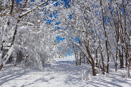美丽的冬天在雪地里的森林