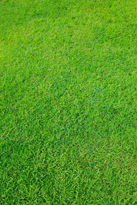 绿草字段使用作为自然背景