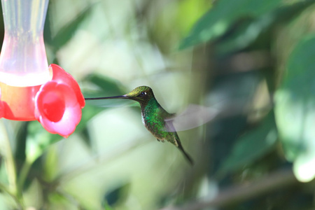 guango，厄瓜多尔，南北美洲剑嘴蜂鸟 螽亚目螽亚目