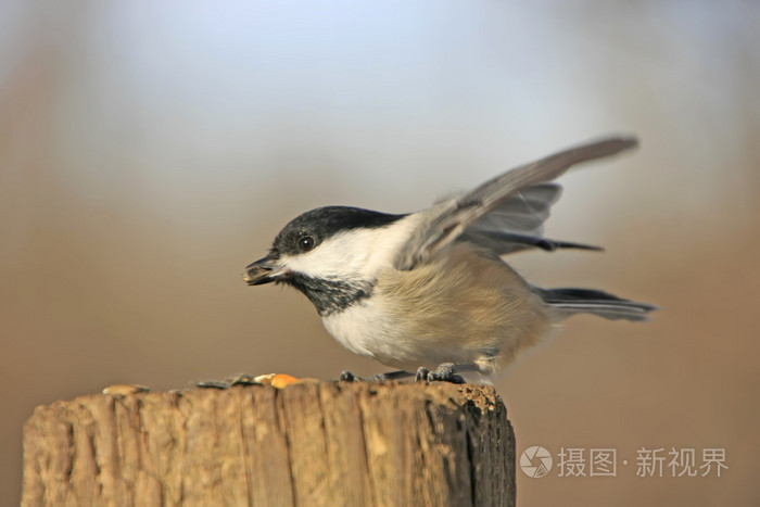 黑盖鸡尾草猪头