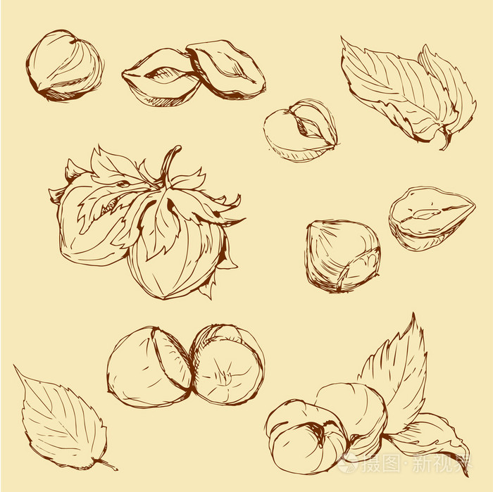高度详细的手绘榛子一套