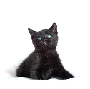 黑色的小猫。1.5 个月的年龄