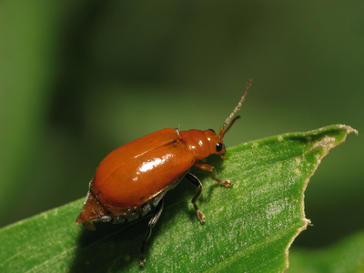 叶角甲虫子图片