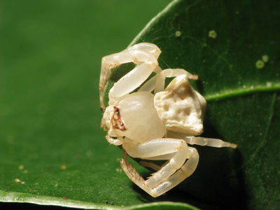 白蟹蜘蛛