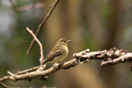 女性达乌尔黄鸫，phoenicurus auroreus