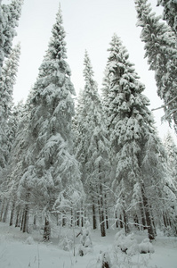 白雪皑皑的森林。俄罗斯北部冬季