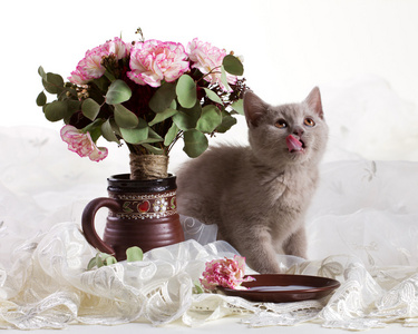 猫吃花图片