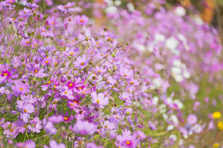 波斯菊花卉和散景背景