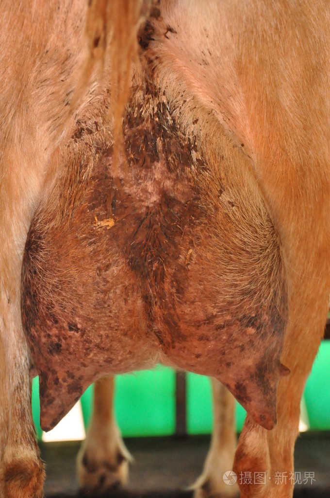 挤奶山羊照片-正版商用图片1b9bln-摄图新视界