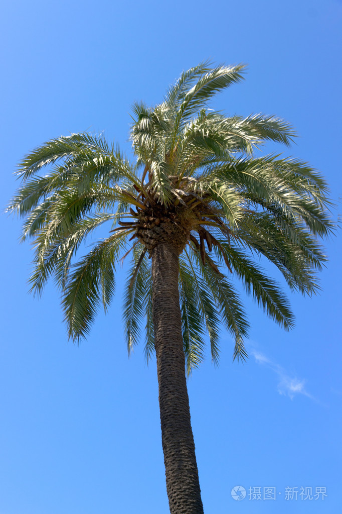 棕榈树