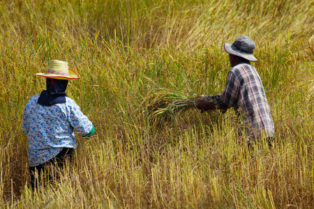 农民在稻田中收获图片