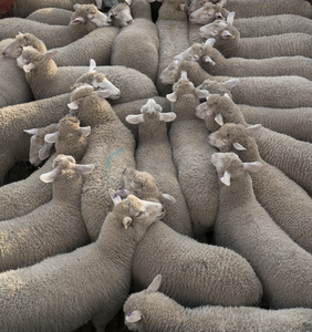 运送羊