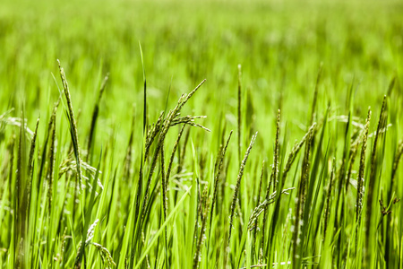 beautifful 稻田在巴厘岛