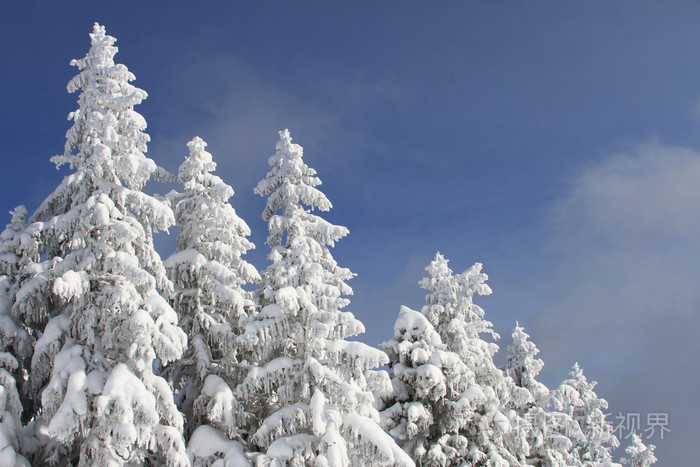 雪下的冷杉