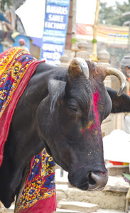 神圣的牛在印度瓦拉纳西街