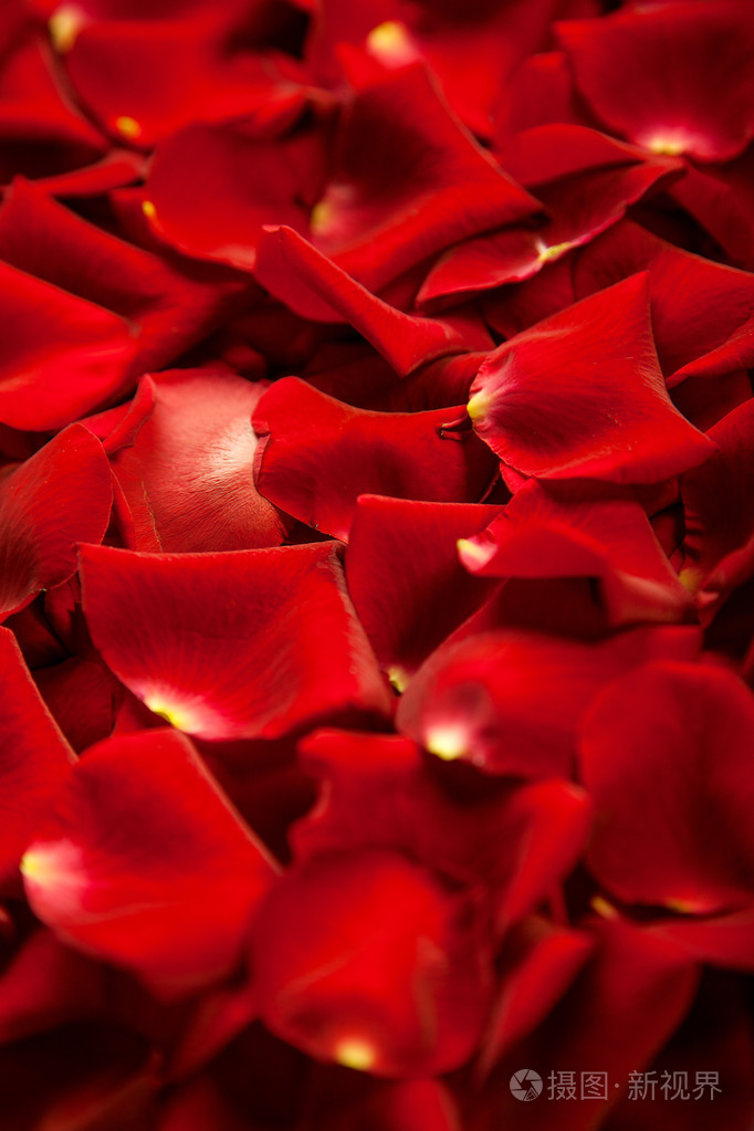 红色的玫瑰花瓣的背景