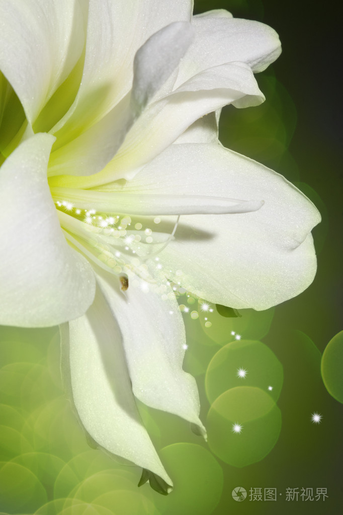 在绿色背景上的白百合