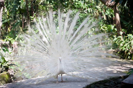 在印尼峇里岛的白色白孔雀