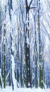 森林树木自然雪木背景
