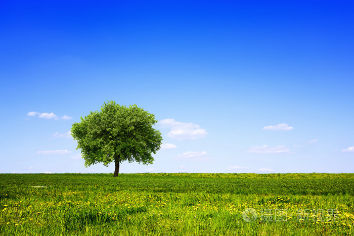 在绿色的原野和蓝蓝的天空树