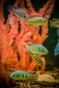 ttropical 淡水水族馆的鱼