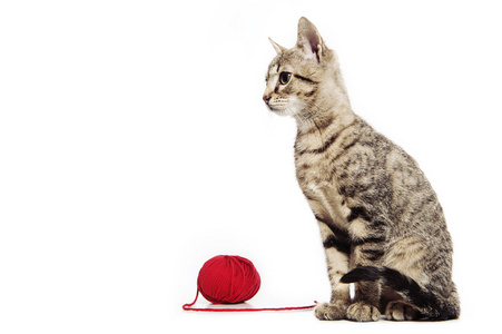 可爱的小宝贝猫玩球的孤立在白色背景上的红纱