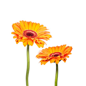 橙色非洲菊的两朵花