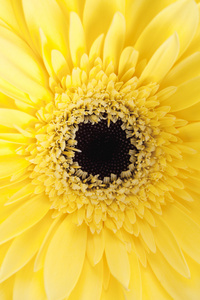 裁剪的图像的黄色花