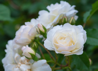 一些白色的黄玫瑰