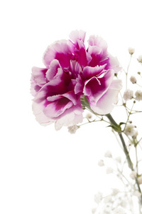 粉红和白色的香石竹花