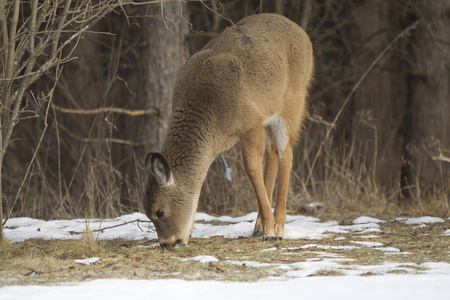 在冬季吃小鹿 doe