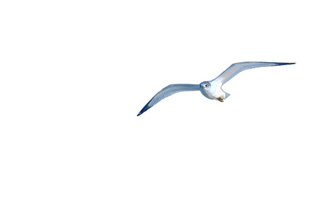 一只海鸥图片-一只海鸥素材-一只海鸥插画-摄图新视界