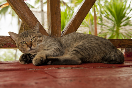 一只猫，看你放松之时