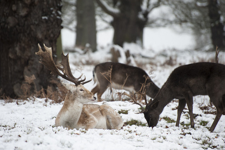 小鹿在雪冬季风景的美丽形象图片