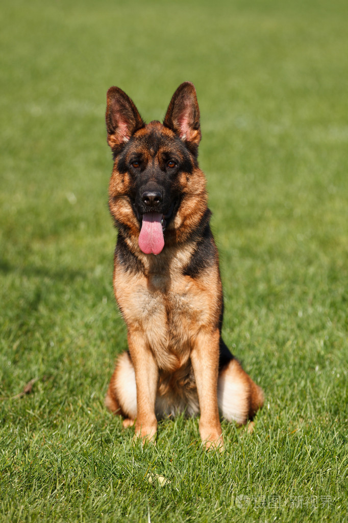 坐在草的德国牧羊犬的前视图