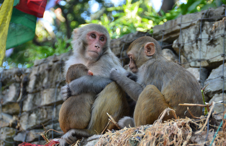 尼泊尔加德满都的猴子