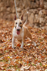 英国斗牛犬站在多彩的秋天树叶