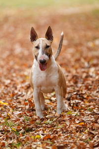 英国斗牛犬站在多彩的秋天树叶