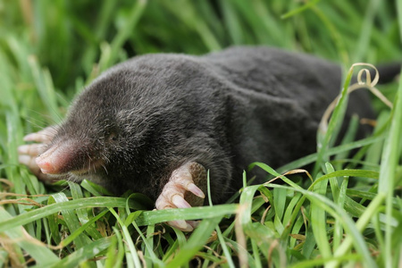 地堑europeischer maulwurf.鼹鼠照片