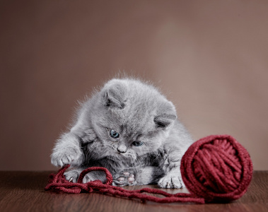 英国短头发的小猫和毛线球卡通猫玩毛线球玩毛线球的小猫卡通可爱黑