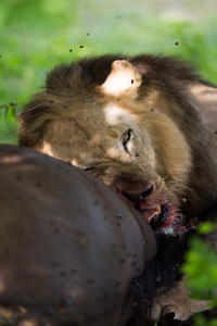 野生狮子吃在非洲水牛